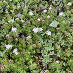 Asperula conferta at Booth, ACT - 2 Oct 2021 04:01 PM