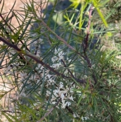 Hakea decurrens subsp. decurrens (Bushy Needlewood) at Mount Ainslie - 6 Oct 2021 by WindyHen