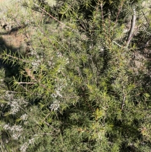 Hakea decurrens subsp. decurrens at Majura, ACT - 6 Oct 2021 04:15 PM