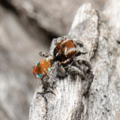 Maratus calcitrans (Kicking peacock spider) at Bruce, ACT - 8 Oct 2021 by Roger