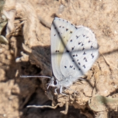 Cyprotides maculosus (Spotted Trident-blue) at Mount Clear, ACT - 7 Oct 2021 by SWishart