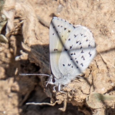 Cyprotides maculosus (Spotted Trident-blue) at Mount Clear, ACT - 7 Oct 2021 by SWishart