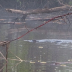 Ornithorhynchus anatinus (Platypus) at Pialligo, ACT - 8 Oct 2021 by MB