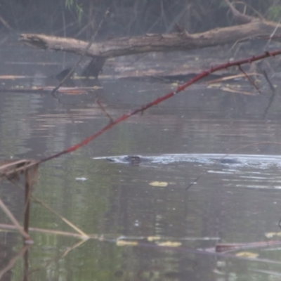 Ornithorhynchus anatinus (Platypus) at Pialligo, ACT - 8 Oct 2021 by MB