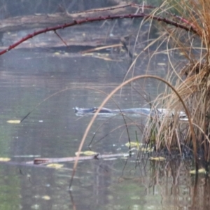 Ornithorhynchus anatinus at Pialligo, ACT - 8 Oct 2021