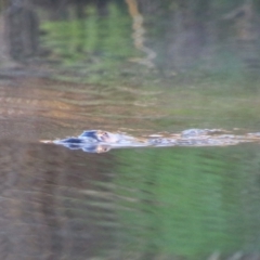 Ornithorhynchus anatinus (Platypus) at Pialligo, ACT - 8 Oct 2021 by MB