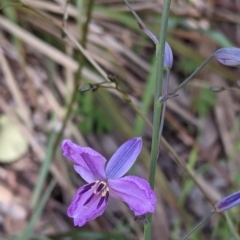 Arthropodium strictum (Chocolate Lily) at Albury - 7 Oct 2021 by Darcy