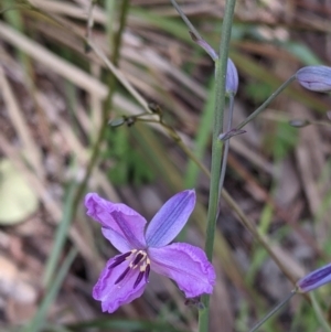 Arthropodium strictum at Springdale Heights, NSW - 7 Oct 2021 04:29 PM