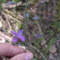 Arthropodium strictum at Springdale Heights, NSW - 7 Oct 2021 04:29 PM