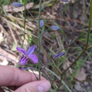 Arthropodium strictum at Springdale Heights, NSW - 7 Oct 2021 04:29 PM