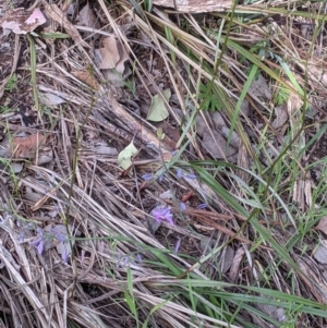 Arthropodium strictum at Springdale Heights, NSW - 7 Oct 2021 04:29 PM