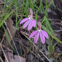 Caladenia carnea (Pink Fingers) at Albury - 7 Oct 2021 by Darcy