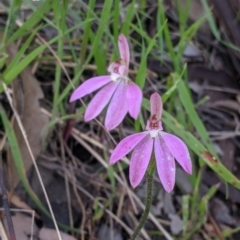 Caladenia carnea at Springdale Heights, NSW - suppressed