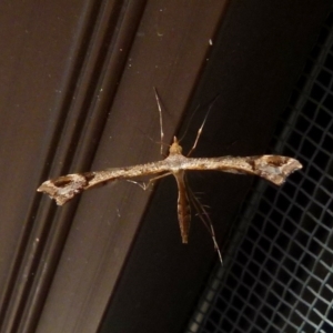 Sinpunctiptilia emissalis at Queanbeyan, NSW - 8 Oct 2021