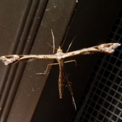 Sinpunctiptilia emissalis at Queanbeyan, NSW - 8 Oct 2021