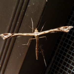 Sinpunctiptilia emissalis at Queanbeyan, NSW - 8 Oct 2021