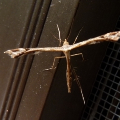 Sinpunctiptilia emissalis at Queanbeyan, NSW - 8 Oct 2021