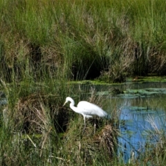Ardea alba (Great Egret) at Tuggeranong Creek to Monash Grassland - 7 Oct 2021 by MB