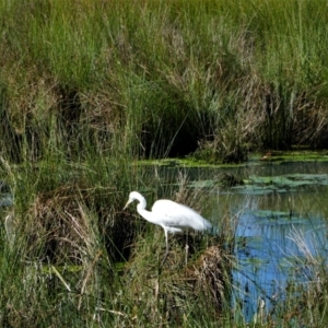 Ardea alba at Monash, ACT - 8 Oct 2021 09:56 AM