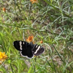 Phalaenoides glycinae (Grapevine Moth) at Springdale Heights, NSW - 7 Oct 2021 by Darcy