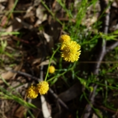 Calotis lappulacea (Yellow burr daisy) at Bicentennial Park Queanbeyan - 6 Oct 2021 by Paul4K