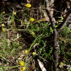 Calotis lappulacea at Queanbeyan West, NSW - 7 Oct 2021 07:32 AM