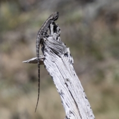 Amphibolurus muricatus (Jacky Lizard) at Namadgi National Park - 8 Oct 2021 by SWishart