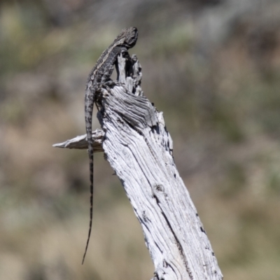 Amphibolurus muricatus (Jacky Lizard) at Namadgi National Park - 8 Oct 2021 by SWishart