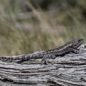 Amphibolurus muricatus at Mount Clear, ACT - 8 Oct 2021