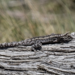 Amphibolurus muricatus at Mount Clear, ACT - 8 Oct 2021