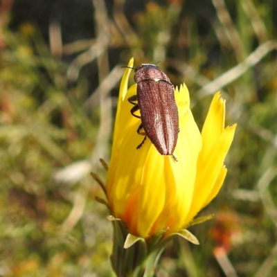 Melobasis propinqua (Propinqua jewel beetle) at Bullen Range - 8 Oct 2021 by HelenCross