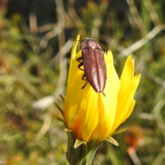 Melobasis propinqua (Propinqua jewel beetle) at Kambah, ACT - 8 Oct 2021 by HelenCross