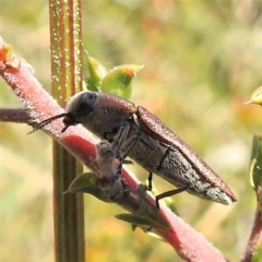 Melobasis propinqua at Kambah, ACT - 8 Oct 2021