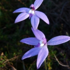 Glossodia major (Wax Lip Orchid) at Queanbeyan West, NSW - 7 Oct 2021 by Paul4K