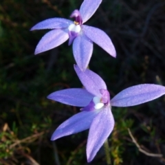 Glossodia major (Wax Lip Orchid) at Bicentennial Park Queanbeyan - 7 Oct 2021 by Paul4K