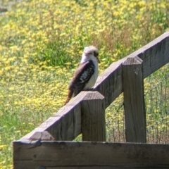 Dacelo novaeguineae (Laughing Kookaburra) at Albury - 8 Oct 2021 by Darcy