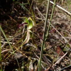 Caladenia parva (Brown-clubbed Spider Orchid) at Bicentennial Park - 7 Oct 2021 by Paul4K