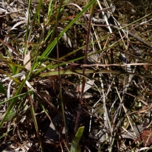 Caladenia parva at Queanbeyan West, NSW - suppressed