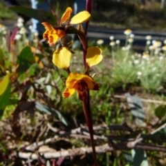 Diuris semilunulata (Late Leopard Orchid) at Bicentennial Park Queanbeyan - 7 Oct 2021 by Paul4K