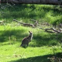 Macropus giganteus (Eastern Grey Kangaroo) at Albury - 8 Oct 2021 by Darcy