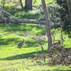 Macropus giganteus at Glenroy, NSW - 8 Oct 2021 11:12 AM