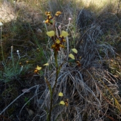 Diuris pardina (Leopard Doubletail) at Queanbeyan West, NSW - 8 Oct 2021 by Paul4K