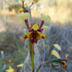 Diuris pardina at Queanbeyan West, NSW - suppressed