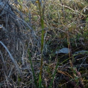 Diuris pardina at Queanbeyan West, NSW - suppressed