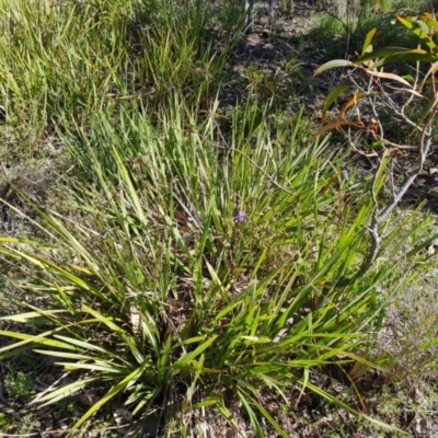 Dianella revoluta (Black-Anther Flax Lily) at Jerrabomberra, ACT - 8 Oct 2021 by Mike