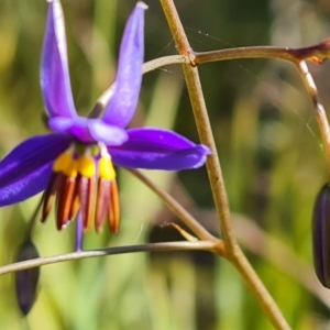 Dianella revoluta at Jerrabomberra, ACT - 8 Oct 2021 03:41 PM