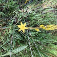 Bulbine bulbosa (Golden Lily, Bulbine Lily) at Kaleen, ACT - 7 Oct 2021 by Jenny54