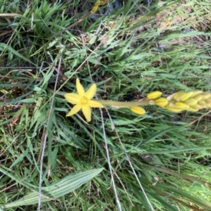 Bulbine bulbosa at Kaleen, ACT - 8 Oct 2021