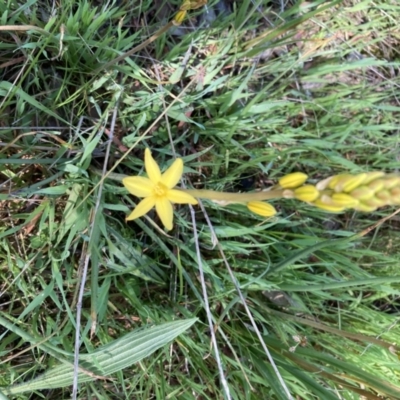 Bulbine bulbosa (Golden Lily, Bulbine Lily) at Kaleen, ACT - 8 Oct 2021 by Jenny54