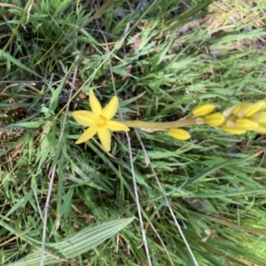 Bulbine bulbosa at Kaleen, ACT - 8 Oct 2021